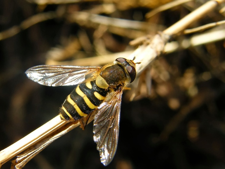 Syrphidae - zengőlegyek