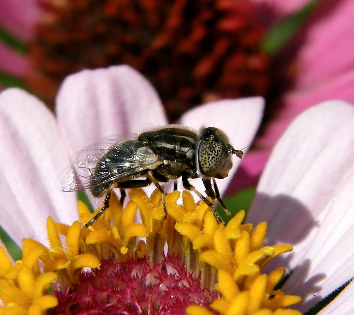 Eristalinus
