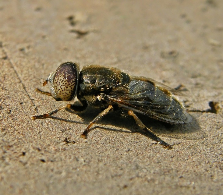 Eristalinus aeneus - bronzos foltosszeműlégy