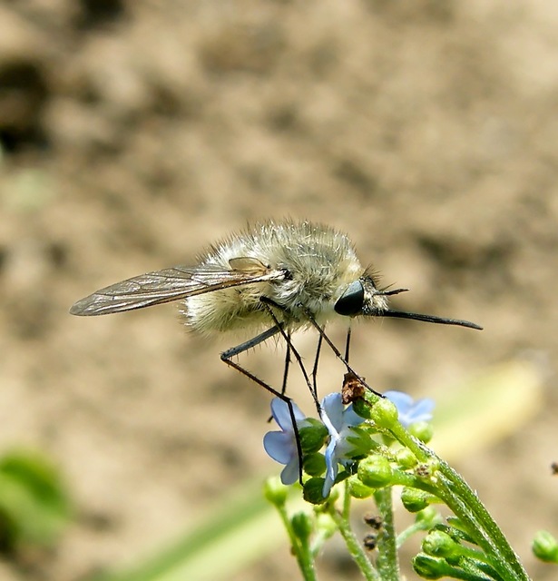 Bombyliinae