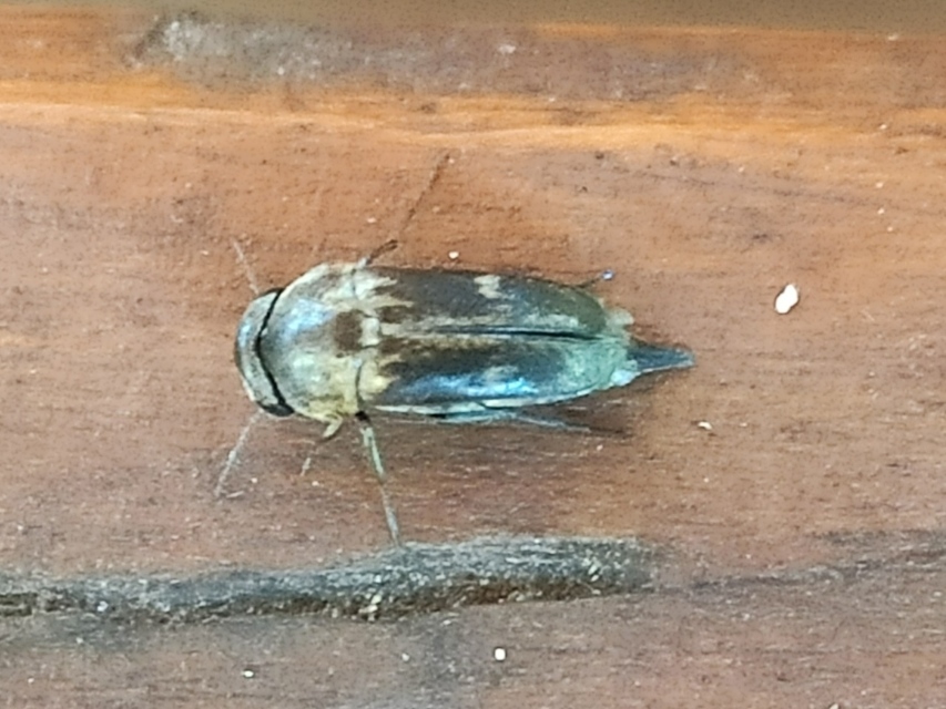 Tomoxia bucephala - kúptestű maróka