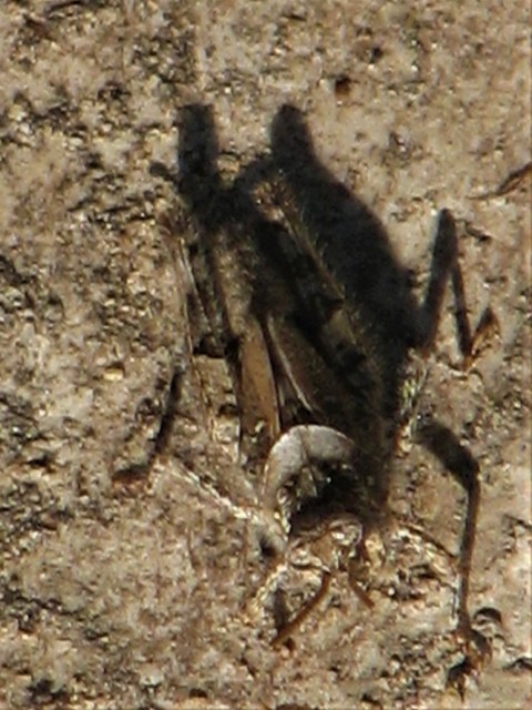 Acrotylus insubricus - önbeásósáska