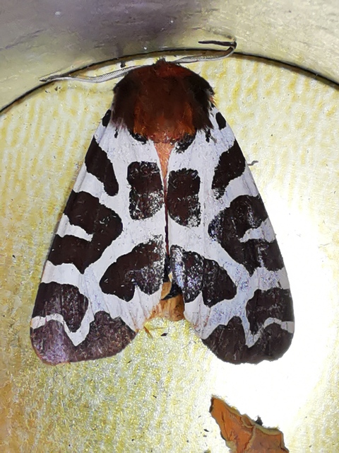 Arctia caja - közönséges medvelepke