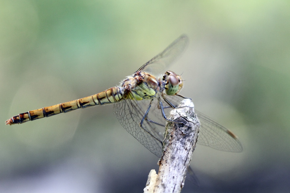 Sympetrum striolatum - harántsávos katona-szitakötő