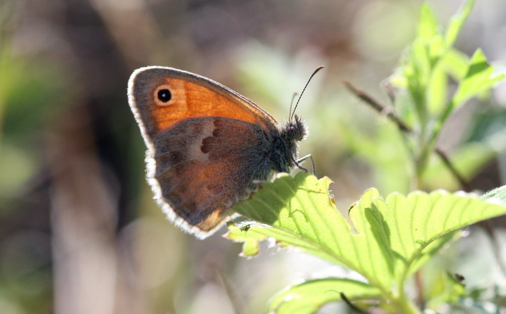 Coenonympha pamphilus - kis szénalepke