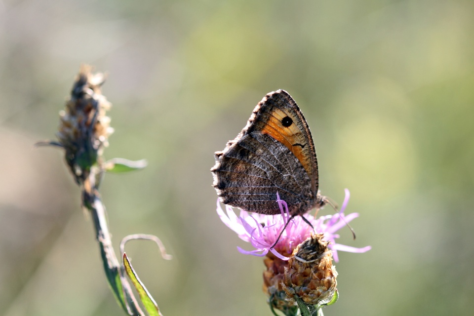 Arethusana arethusa - közönséges szemeslepke