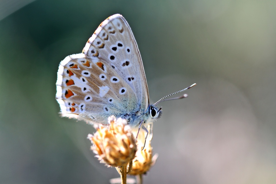 Polyommatus coridon - ezüstkék boglárka