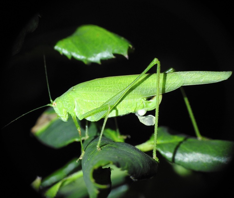 Phaneroptera nana - pontozott repülőszöcske