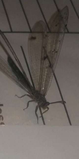 Distoleon tetragrammicus - négyfoltos hangyaleső