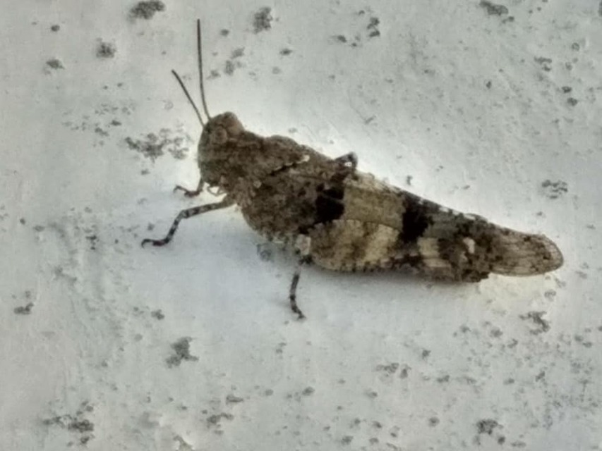 Oedipoda caerulescens - kékszárnyú sáska