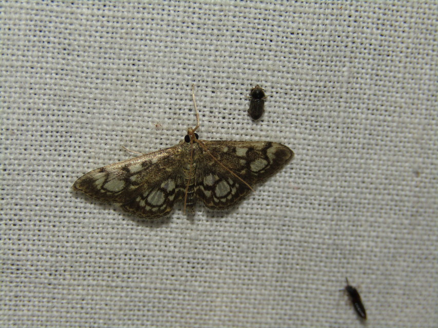 Anania coronata - koronás dudvamoly