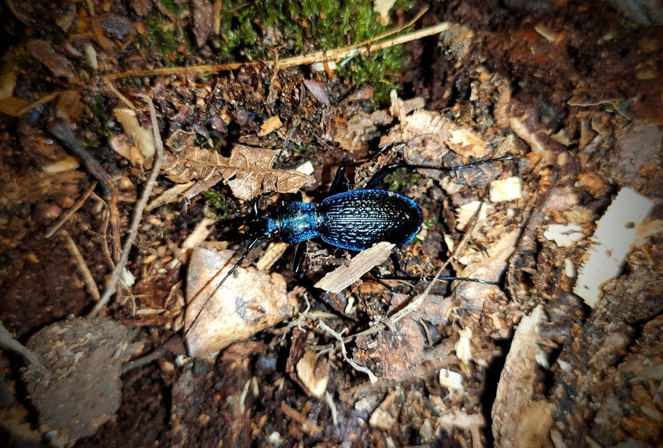 Carabus intricatus - kék laposfutrinka