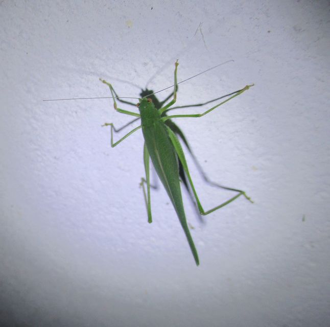 Phaneroptera nana - pontozott repülőszöcske
