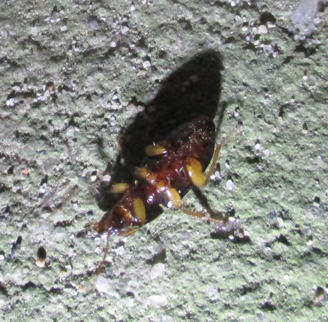 Harpalus griseus - kis selymesfutó