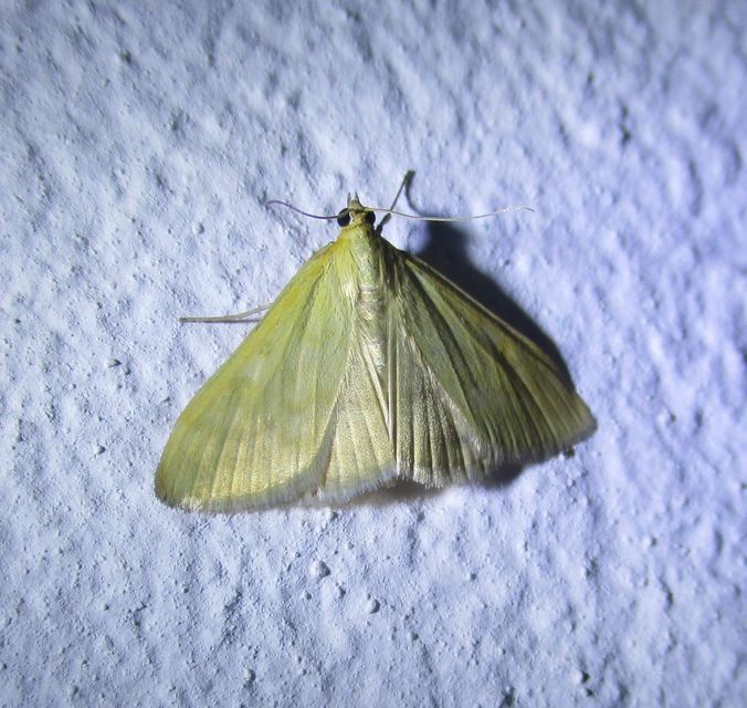 Sitochroa palealis - kénszárnyú dudvamoly