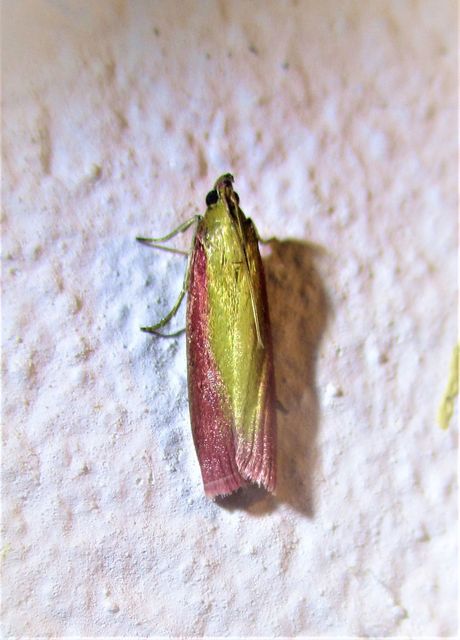 Oncocera semirubella - lucernamoly