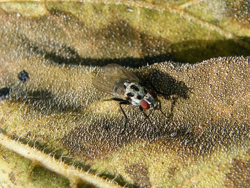 Anthomyia