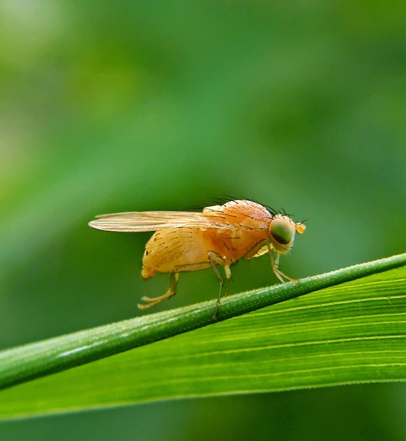 Lauxaniidae - pudvalegyek