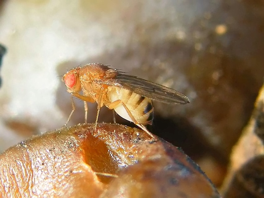 Drosophila