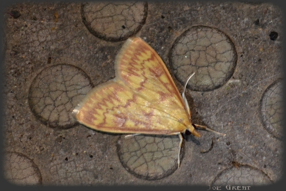 Ostrinia nubilalis - kukoricamoly