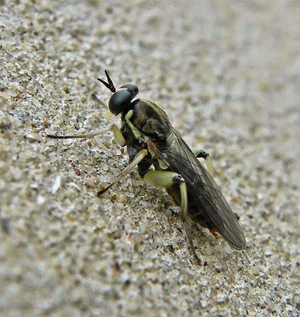 Solva marginata