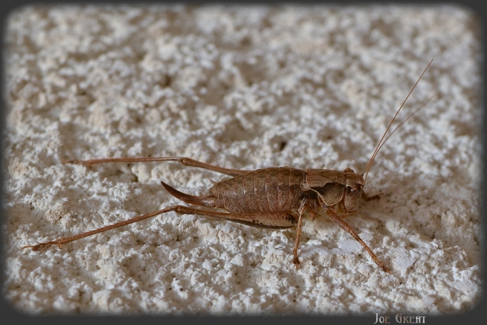 Pholidoptera griseoaptera - szürke avarszöcske