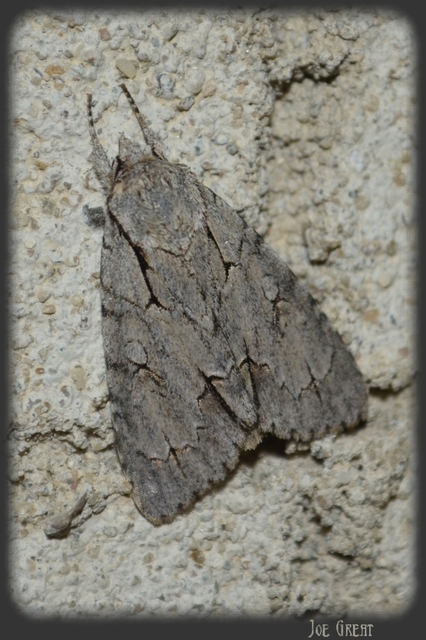 Acronicta cuspis/tridens/psi