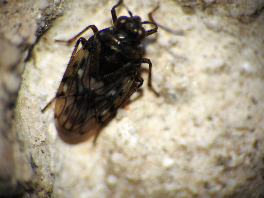 Saldidae - partipoloskák
