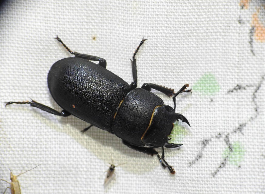 Dorcus parallelipipedus - kis szarvasbogár