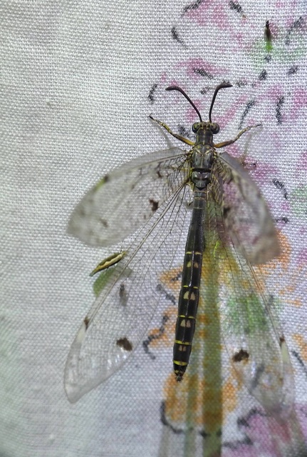 Distoleon tetragrammicus - négyfoltos hangyaleső