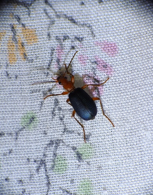 Brachinus crepitans - nagy pöfögőfutrinka