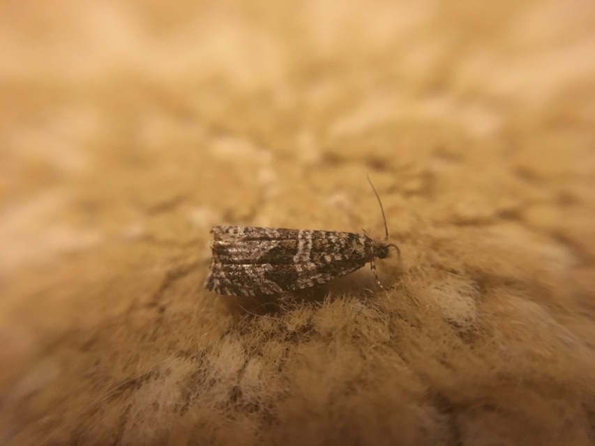 Celypha rivulana - dudvasodró tükrösmoly