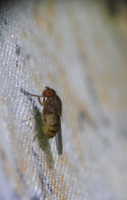 Gitona distigma