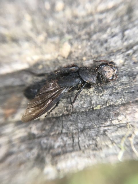 Ontholestes