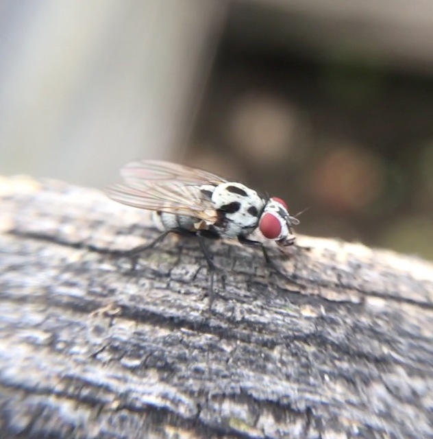 Anthomyia