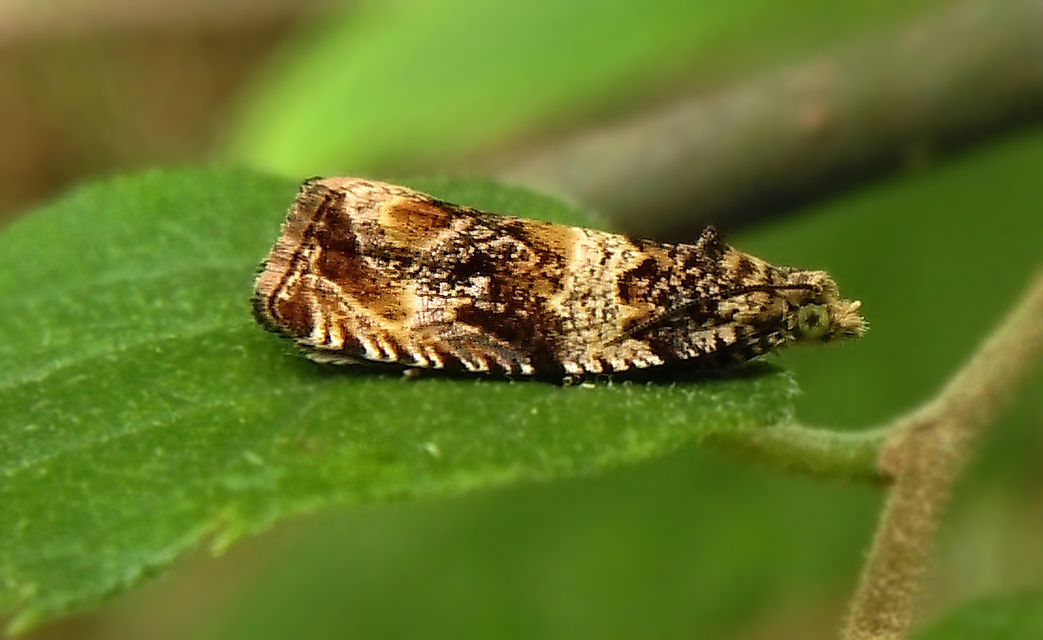 Celypha flavipalpana - öthorgú tükrösmoly