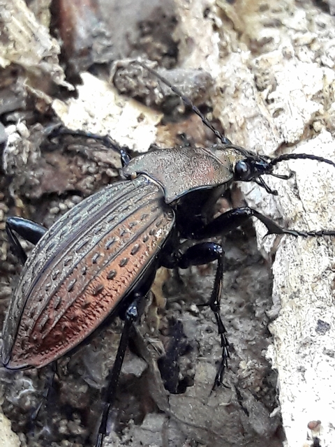 Carabus cancellatus - ragyás futrinka