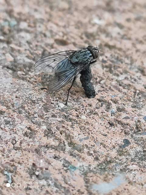 Muscidae - igazi legyek