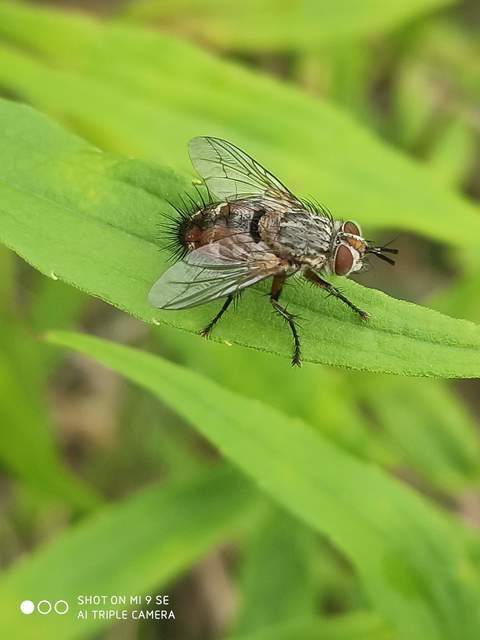 Linnaemya vulpina