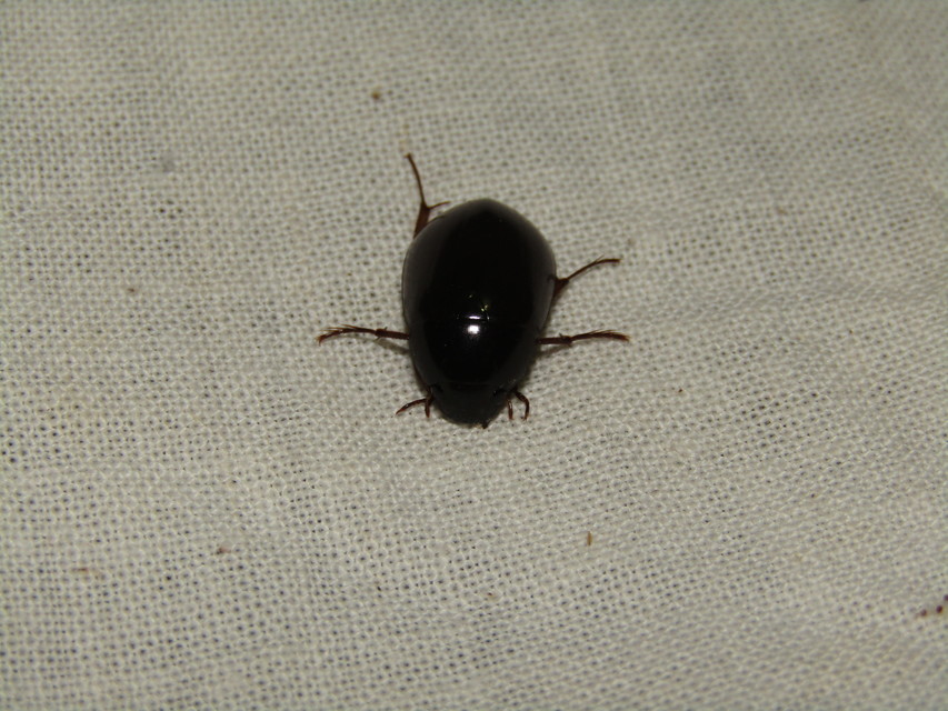 Hydrochara caraboides - kis csibor