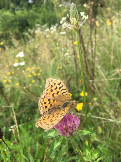 Argynnis adippe - ezüstös gyöngyházlepke