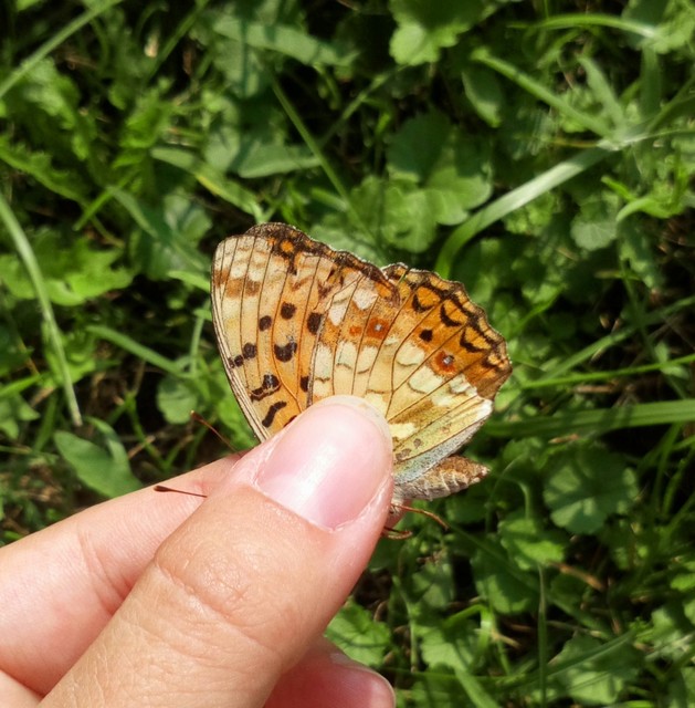 Argynnis adippe - ezüstös gyöngyházlepke