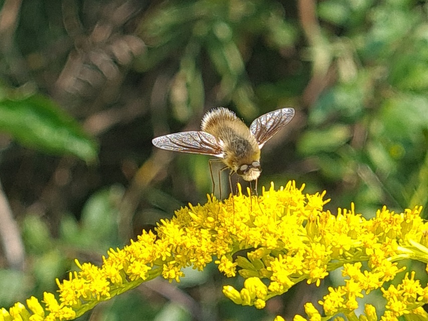 Anastoechus