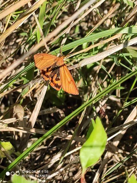 Diacrisia sannio - vörösszélű medvelepke