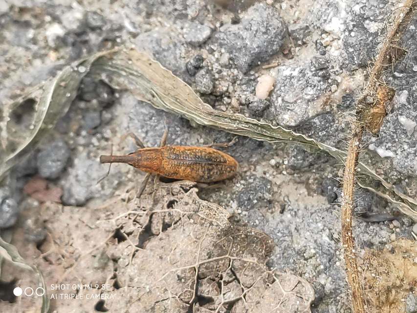 Lixus pulverulentus - mályvafúró dudvabarkó