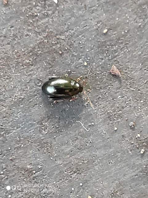 Psylliodes chrysocephala - repce-földibolha