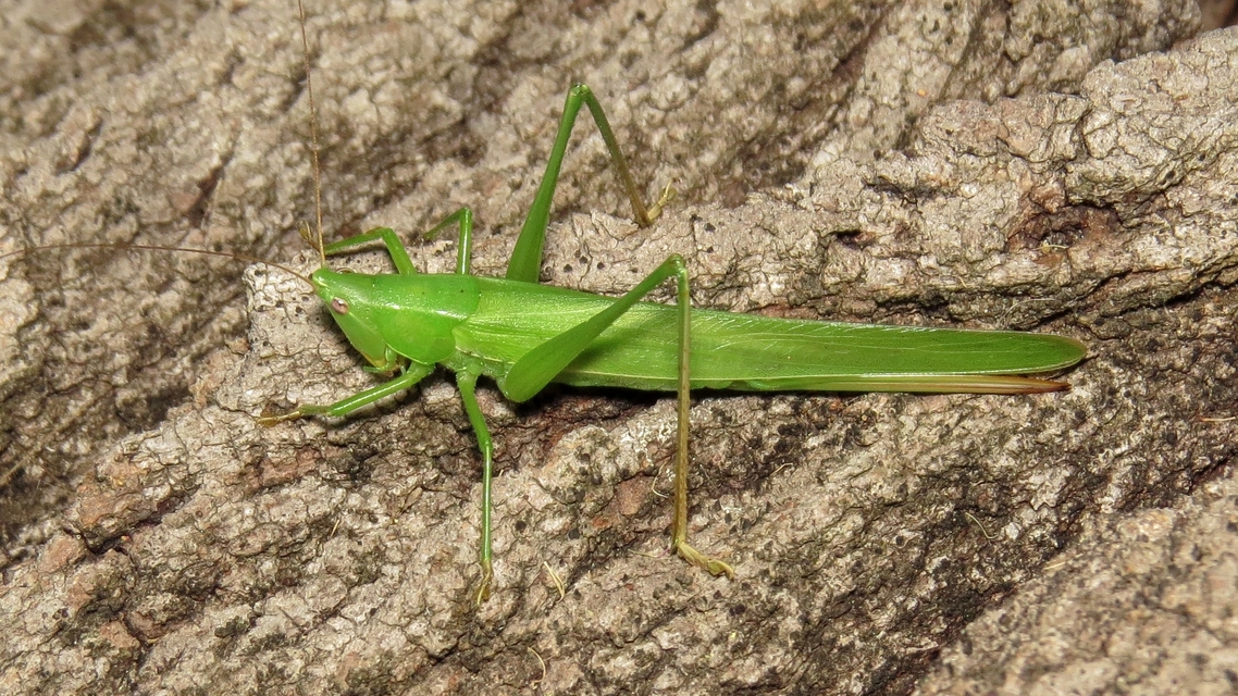 Ruspolia nitidula - nagy kúpfejűszöcske