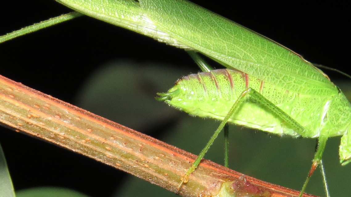 Phaneroptera nana - pontozott repülőszöcske