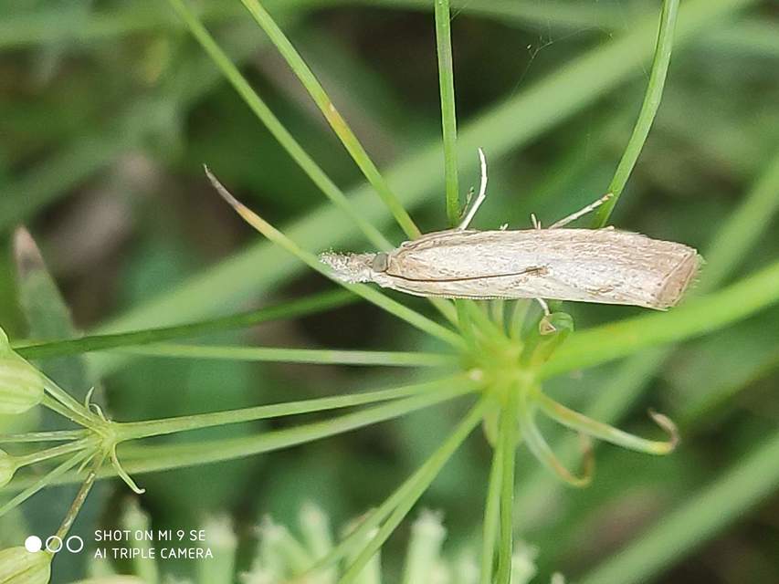 Agriphila inquinatella - közönséges fűgyökérmoly
