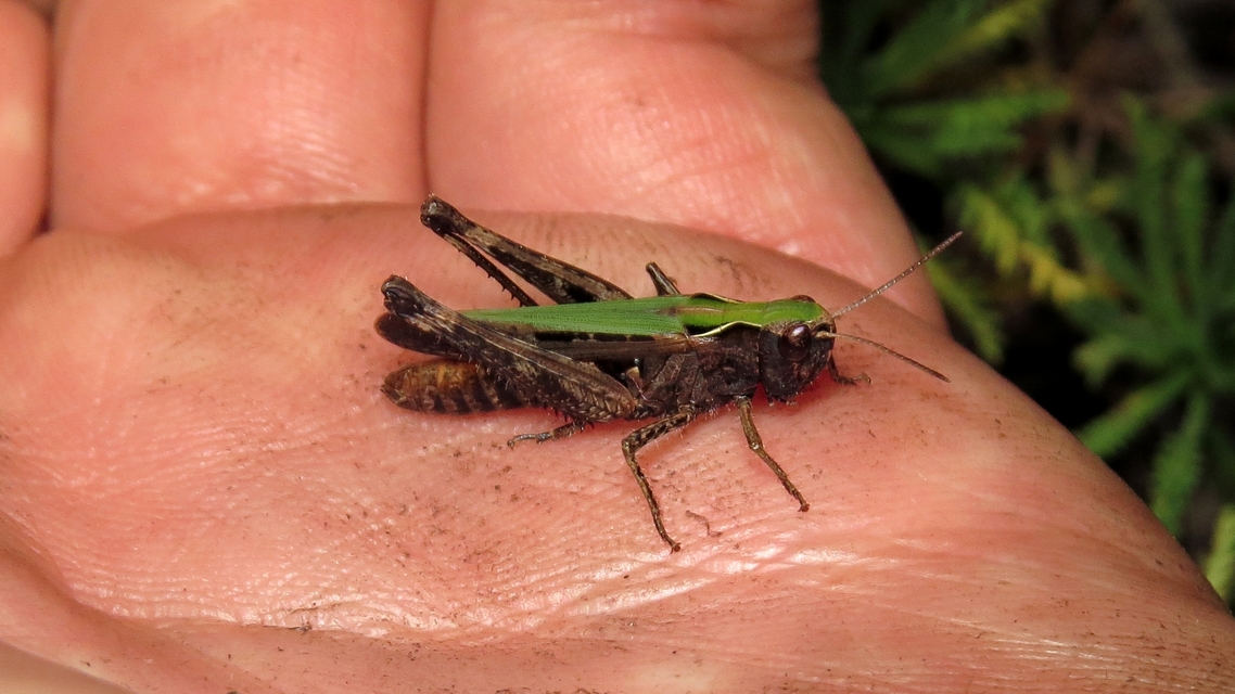 Omocestus rufipes - vöröshasú tarlósáska